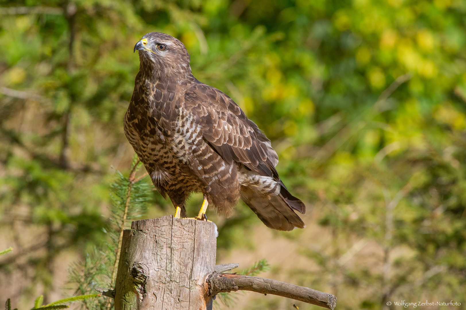   - BUSSARD - ( Buteo buteo )