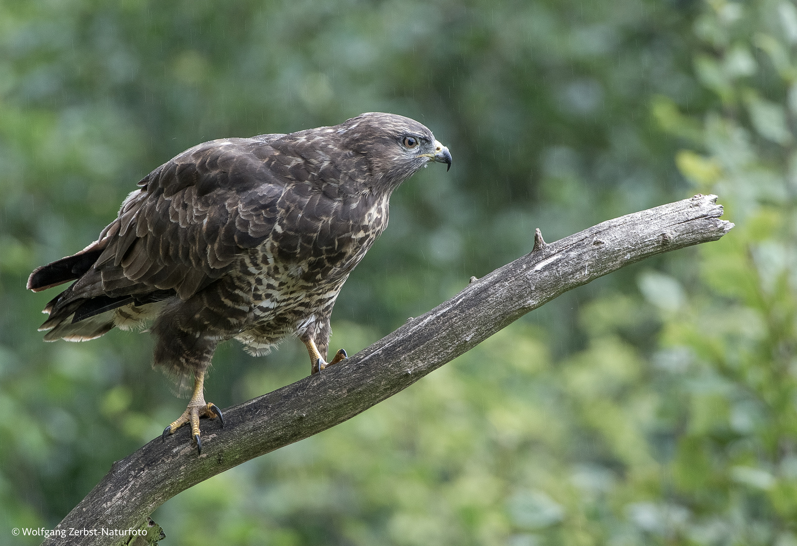 -- Bussard --   ( Buteo buteo )