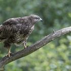 -- Bussard --   ( Buteo buteo )