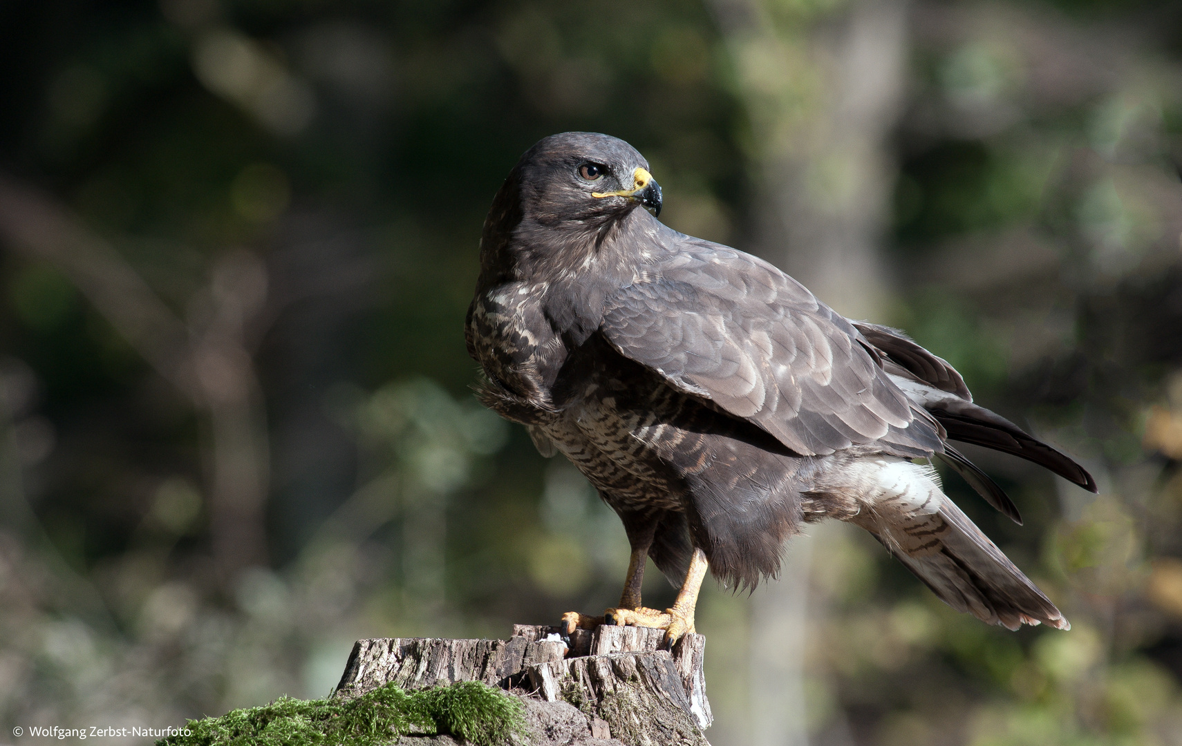 --- Bussard ----  ( Buteo buteo )