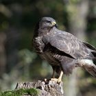 --- Bussard ----  ( Buteo buteo )