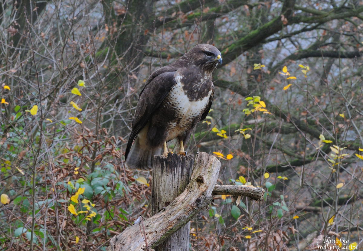 --- Bussard --- ( Buteo buteo)