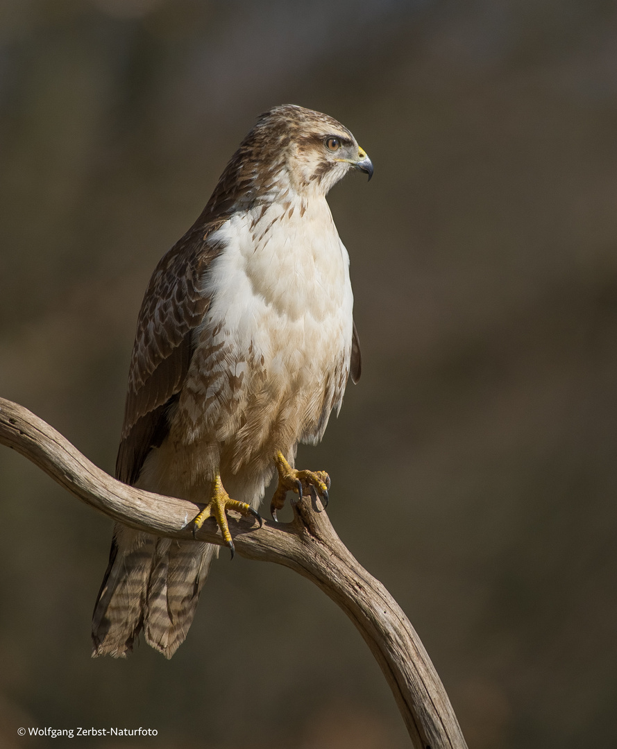  -   Bussard.  -   ( Buteo buteo )