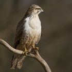  -   Bussard.  -   ( Buteo buteo )