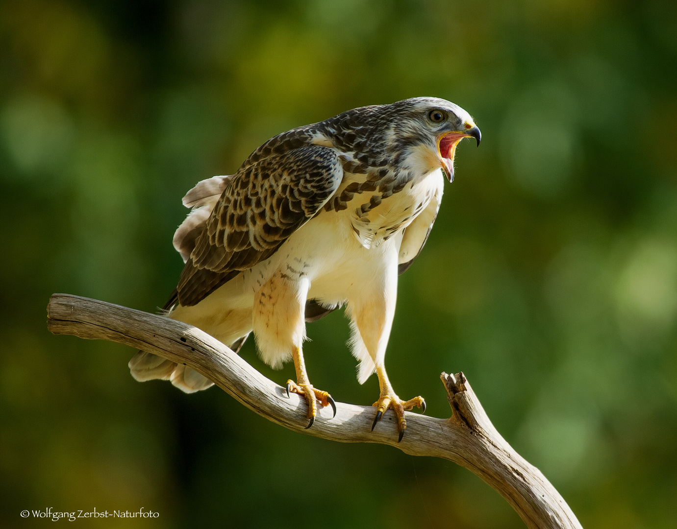 -- Bussard --   ( Buteo buteo )