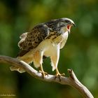 -- Bussard --   ( Buteo buteo )