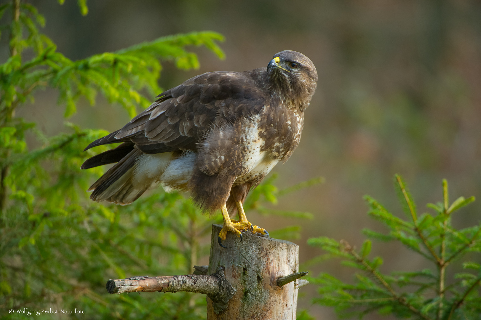   - BUSSARD -  ( Buteo buteo )