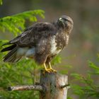   - BUSSARD -  ( Buteo buteo )