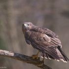 ". Bussard. "   ( Buteo buteo )