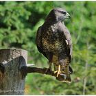 ---Bussard --- ( Buteo buteo )