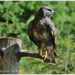 ---Bussard --- ( Buteo buteo )