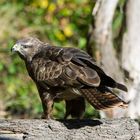 --- Bussard ---    ( Buteo buteo )