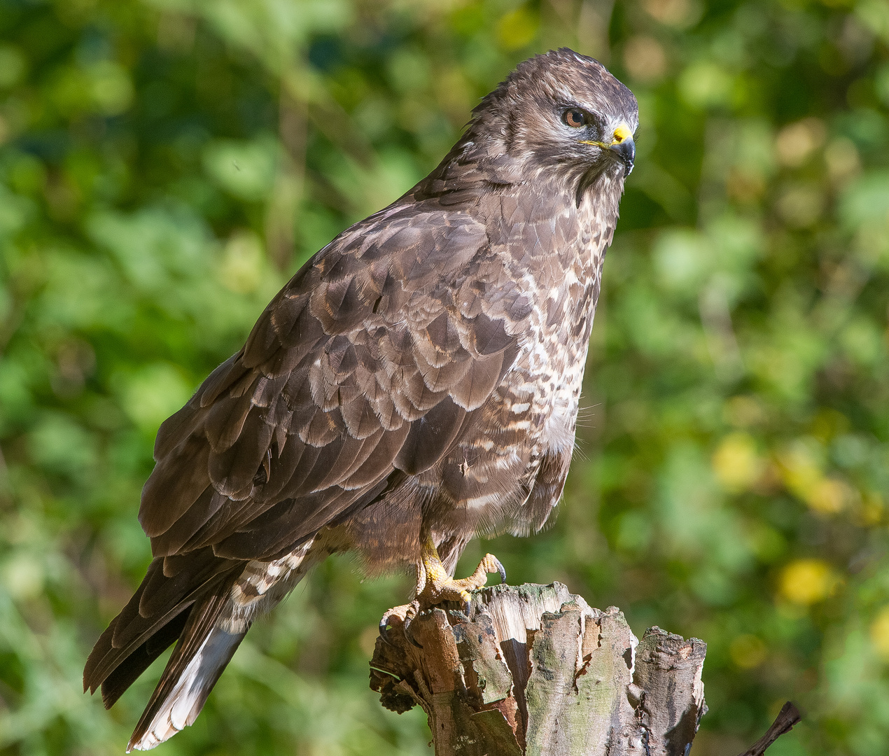 -- Bussard -- ( Buteo buteo )