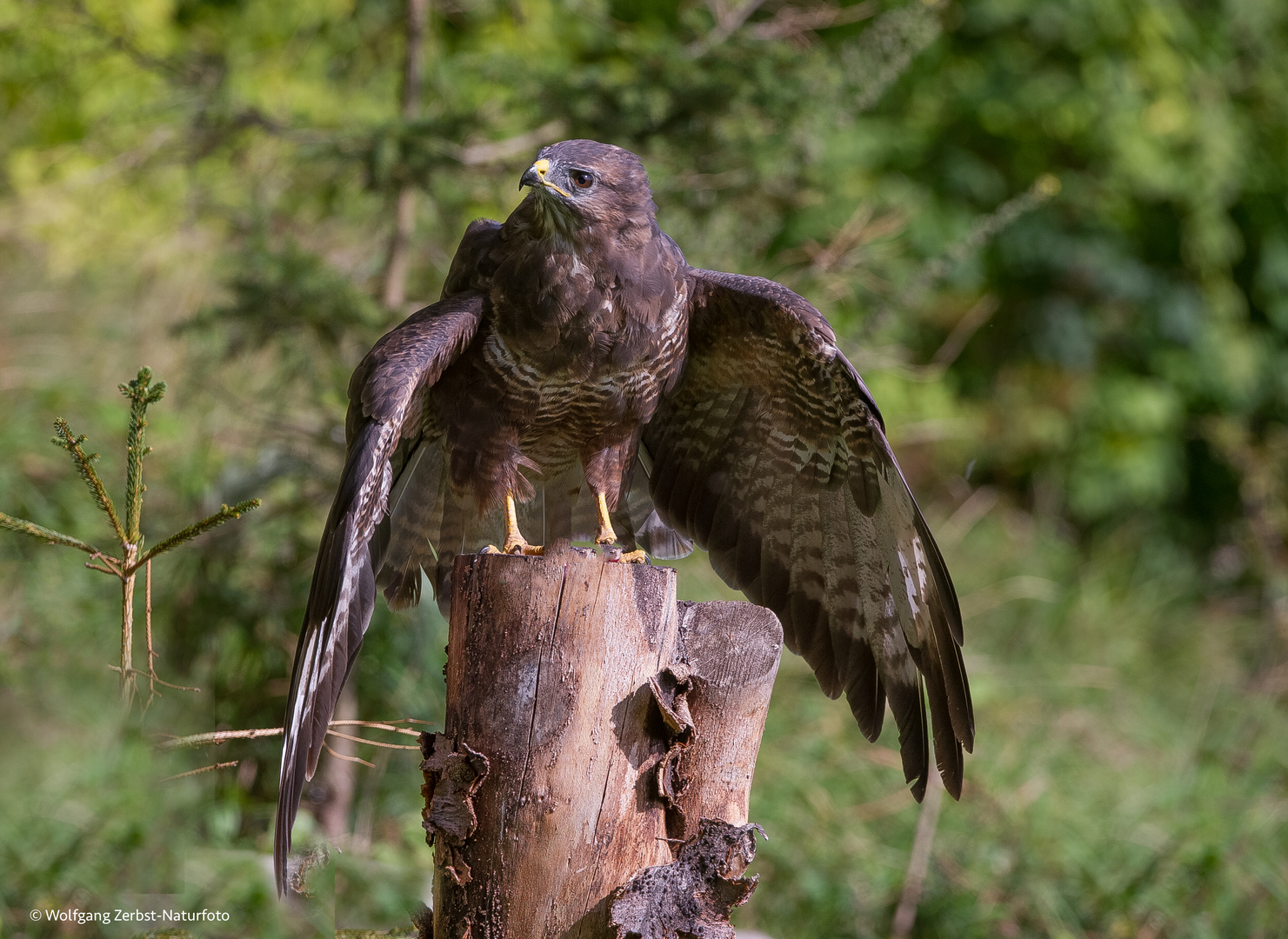 -- Bussard --  ( Buteo buteo )