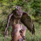 -- Bussard --  ( Buteo buteo )