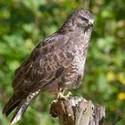 -- Bussard -- ( Buteo buteo )