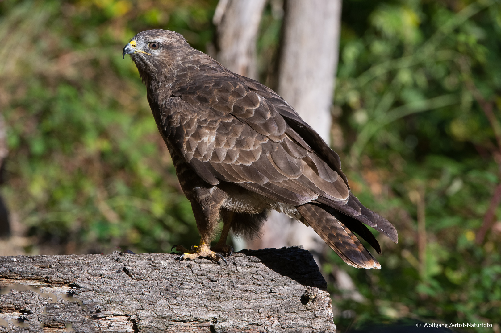    - Bussard -  ( Buteo buteo )