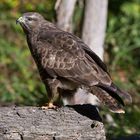    - Bussard -  ( Buteo buteo )