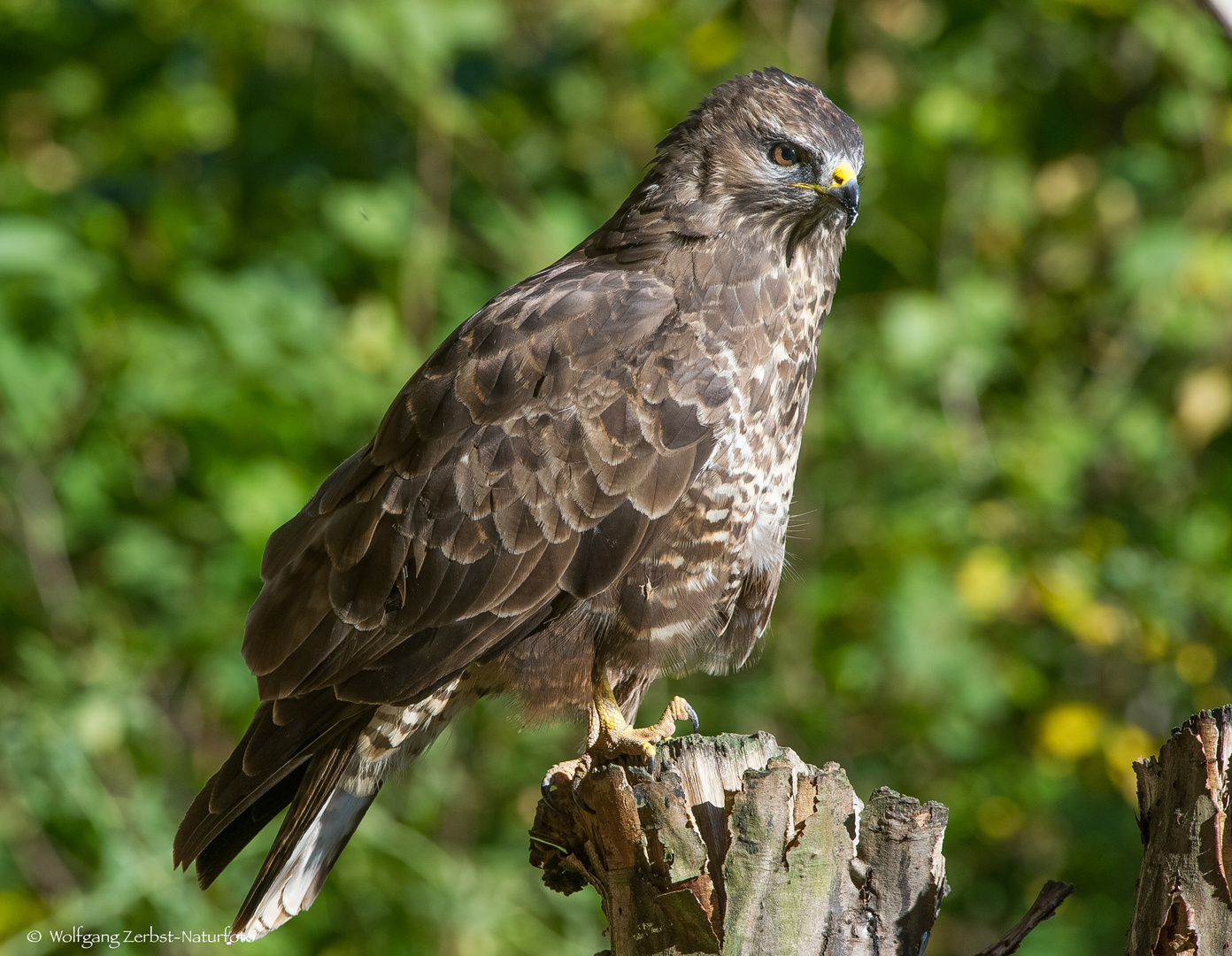  - BUSSARD -  ( Buteo buteo )