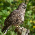  - BUSSARD -  ( Buteo buteo )