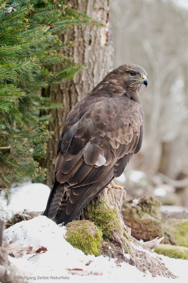 - BUSSARD -  ( Buteo buteo )