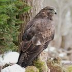 - BUSSARD -  ( Buteo buteo )