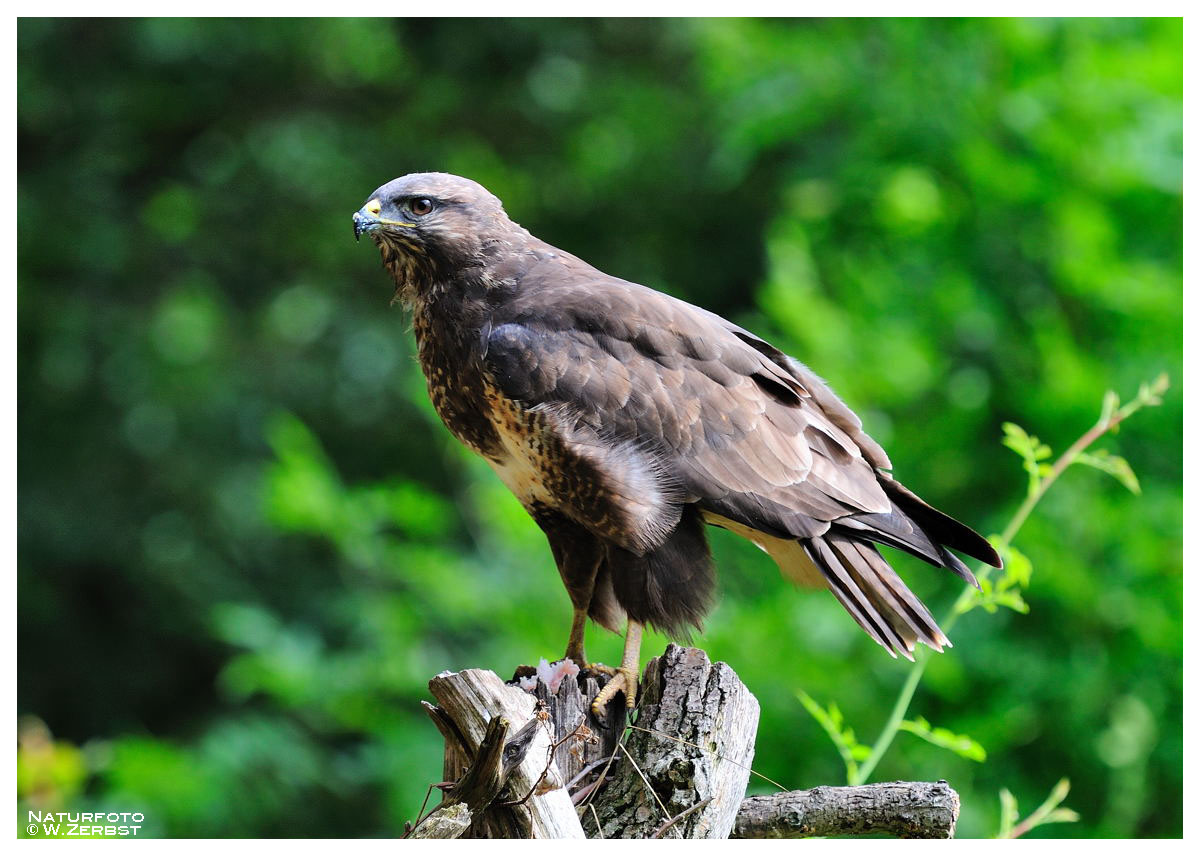 -- Bussard -- ( Buteo buteo )