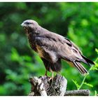 -- Bussard -- ( Buteo buteo )