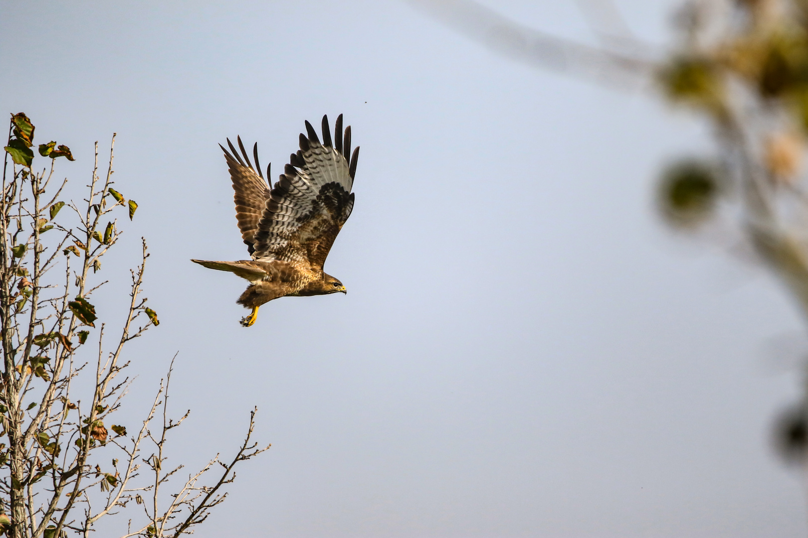 Bussard  Buteo Buteo