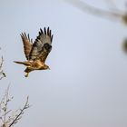 Bussard  Buteo Buteo