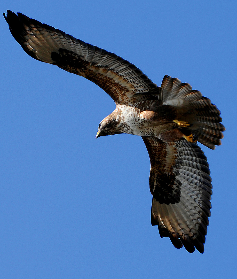 Bussard