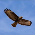 Bussard