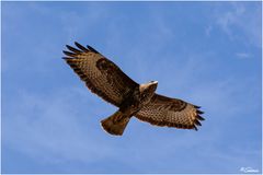 Bussard