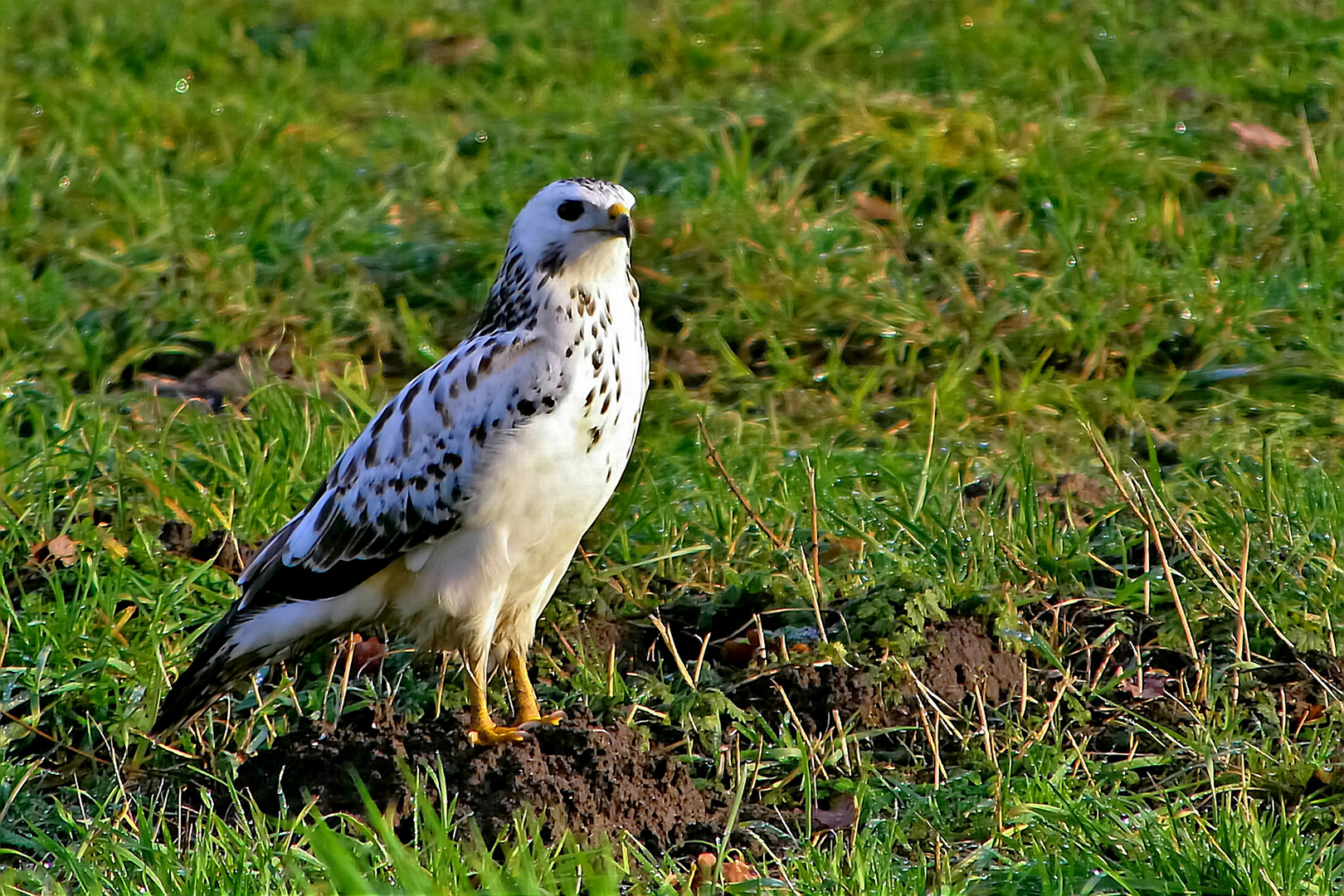 Bussard