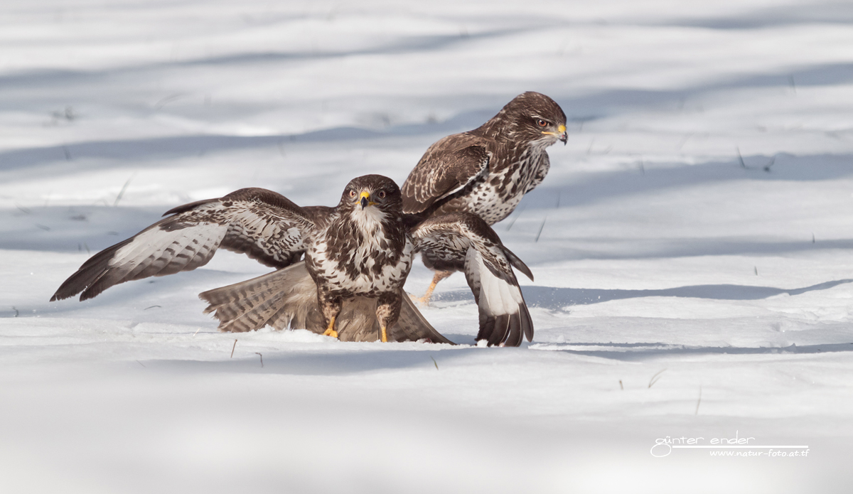 Bussard