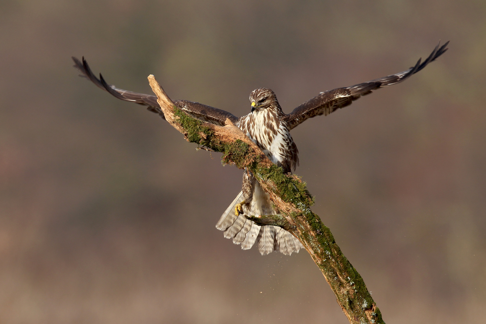 ... BUSSARD ...