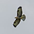 Bussard