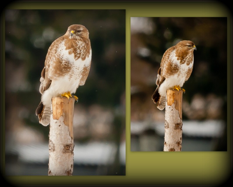 Bussard