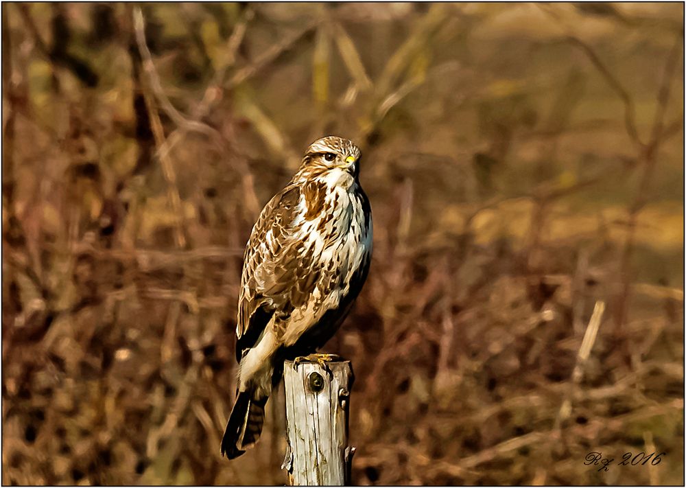 Bussard