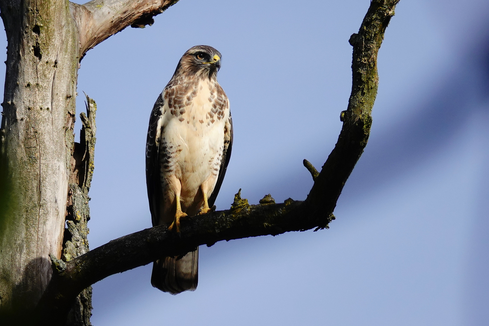 BUSSARD