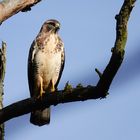 BUSSARD