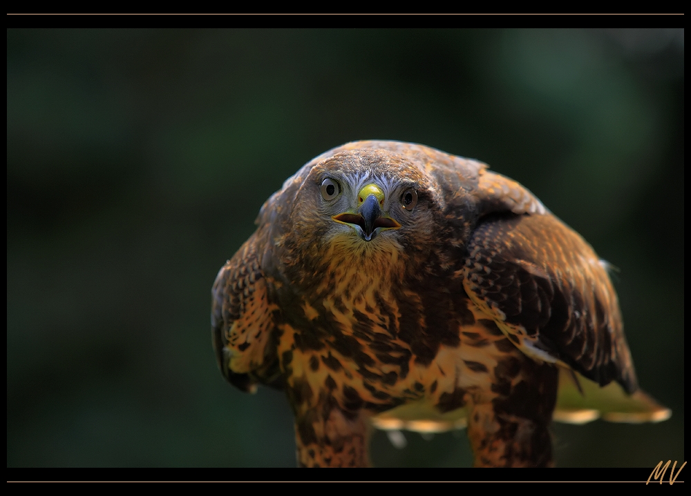 Bussard