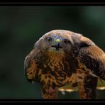 Bussard