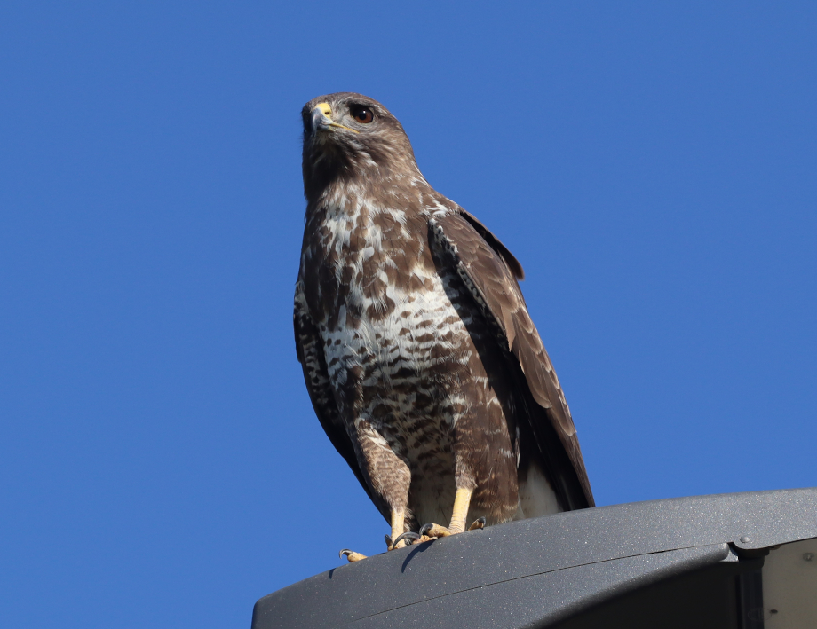 Bussard