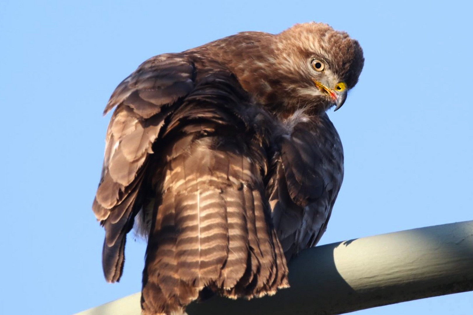 Bussard