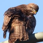 Bussard