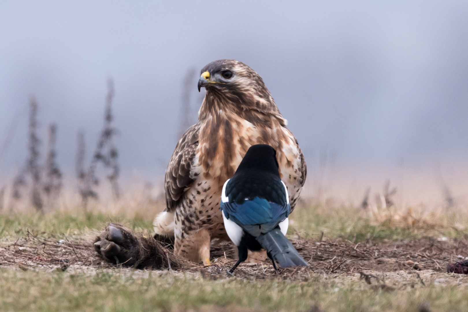 Bussard