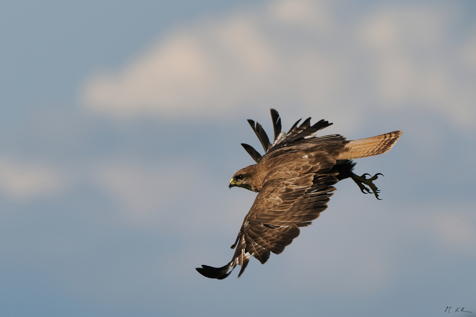 Bussard