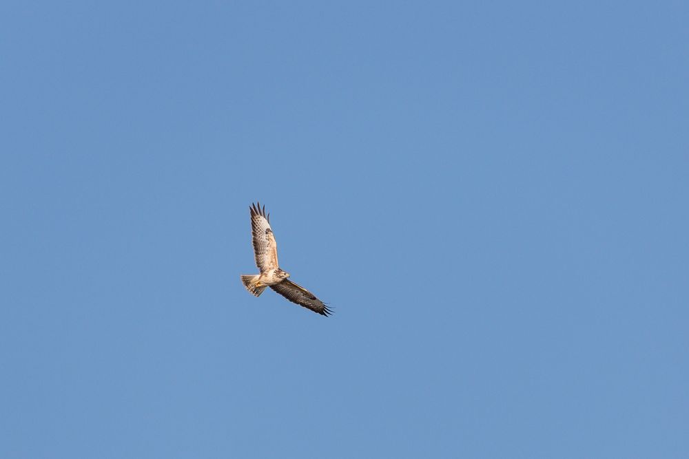 Bussard