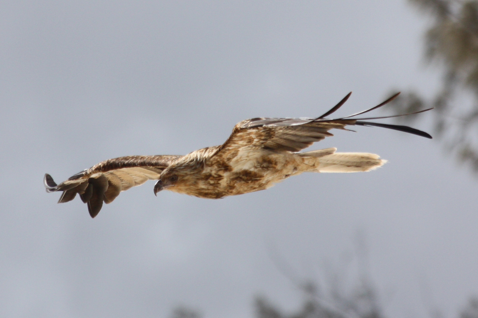 Bussard